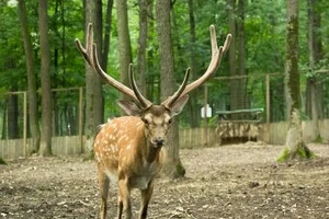 Сказ у приватному зоопарку під Києвом: влада звернулася до відвідувачів 