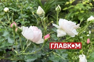Червень та серпень були прохолоднішими за середні багаторічні показники