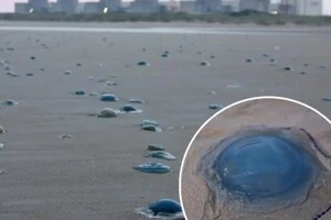 Медузи стали проблемою для Франції 