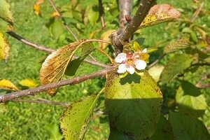 У селі на Тернопільщині вдруге зацвіли яблуні 