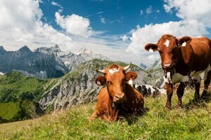 У горах стадо корів затоптало подружжя туристів