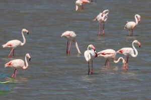 В Україну несподівано повернулися рідкісні птахи, які втекли через війну (фото)