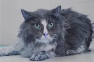 Кіт Барсук, який постраждав через російську атаку в ніч на 7 вересня