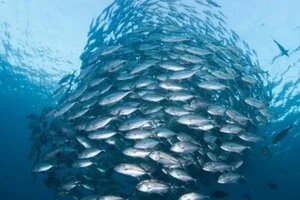 Що буде з океанами та рибальством через 25 років? Дослідження прогнозує катастрофічні зміни 