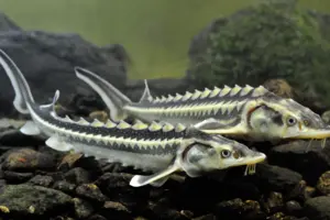 У Дніпрі вперше за 70 років зʼявилися осетри