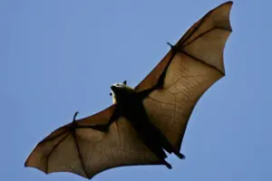 В Австралії виявлено новий вірус у кажанів