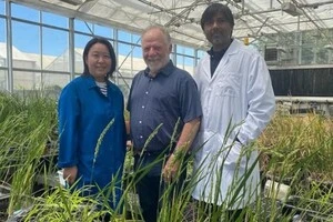 Едуардо Блумвальд (у центрі), професор Каліфорнійського університету в Девісі та члени лабораторії Хіромі Тадзіма (ліворуч) та Ахілеш Ядав працюють над новою пшеницею 