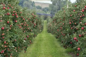 Дешевих яблук в Україні вже не буде: яка причина