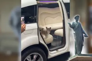 Господарі влаштували для свого улюбленця вечірку в дорогому ресторані