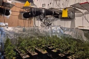 Місцева преса повідомляє, що за вирощування марихуани відповідав її чоловік радниці міністра