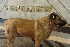 Кожну тривогу пес Міша дуже боїться обстрілів і завжди спускався в метро, щоб сховатись та пережити небезпеку