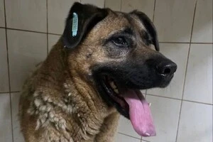 Пес Міша тепер живе у одному зі столичних притулків