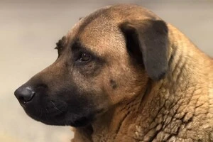 Пес Міша, якого не пускали у метро: що зараз із твариною та чому не заспокоюються соцмережі