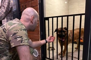 Після періоду адаптації Міші шукатимуть родину, а поки пес перебуває в Patron Pets Center