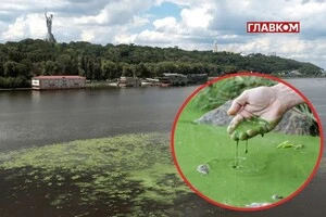 Украинские водоемы зеленеют так же, как и в прошлом году