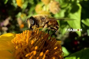 В Україні хмарно та без опадів: погода на 22 вересня 2025