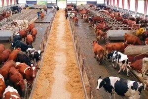 Однією з головних перешкод для впровадження нововведень у Данії може стати бюрократія