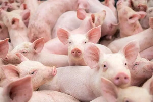 Імпорт свинини в Україну досяг рекордних показників