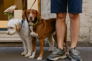 Податок для чотирилапих туристів: місто в Італії розгляне законопроєкт
