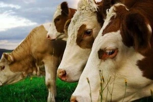 Україна запровадила ветеринарні обмеження щодо Азербайджану