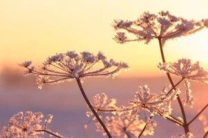 У Києві та області вночі очікуються перші заморозки