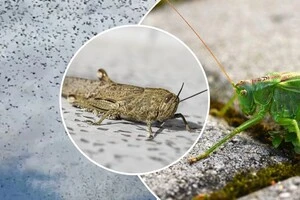 Нашестя сарани продовжиться навесні. Держпродспоживслужба терміново звернулася до аграріїв