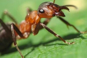 Комахи масово зникають по всьому світу: вчені розгледіли загрозу 