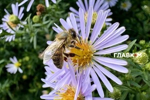 Синоптикиня Діденко повідомила, чи чекати у жовтні потепління