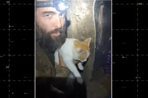 Військові вирішили повернути кота до мирного життя