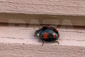 Центральну та Південну Росію тероризують хижі сонечка