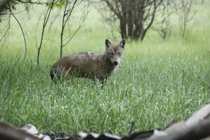 На початку 2020 року в зоні відчуження мешкало близько 10 зграй вовків