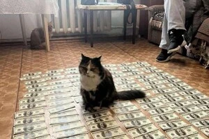 Кіт, що сидить на доларах, став зіркою Інтернету