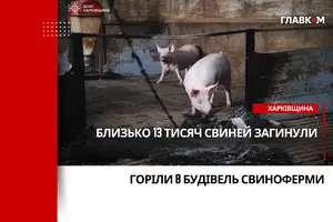 Атака на Харківщину: через російський дрон загинуло 13 тис свиней