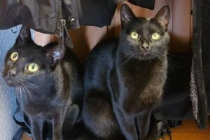 У Києві двоє котів самостійно відкрили двері та втекли з квартири