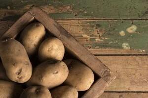 Фермер із Польщі розповів, чим його здивувала українська картопля