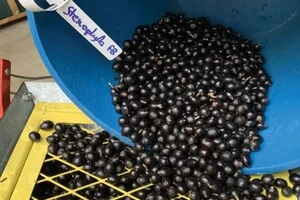 Стенофіла така ж смачна, як арабіка