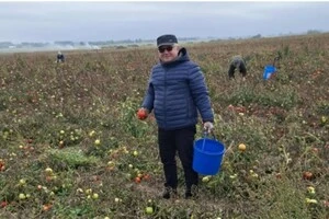 Поляки приїздили у господарство, аби зібрати помідори безкоштовно 