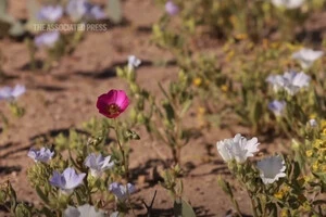 Рідкісне цвітіння перетворило найсухішу пустелю світу на кольоровий килим квітів (відео)