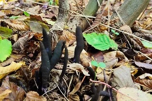 На Буковині жінка пішла по гриби і знайшла «пальці мерця»