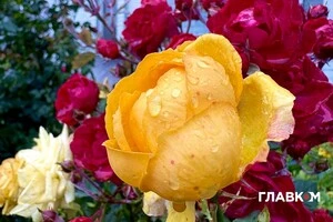 Прогноз погоди на 13 жовтня