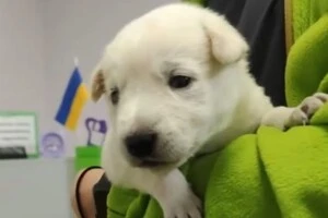 У Пущі-Водиці зоозахисники врятували цуценя, викинуте у ставок (відео)