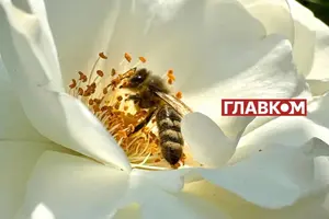 З 2000-х років бджоли переживають кризу