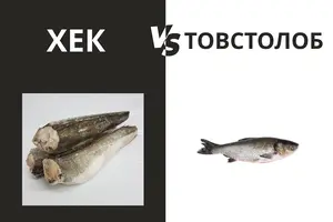 Навіщо імпортний хек? Рибні підприємства просять годувати ЗСУ українським товстолобом 