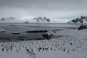 На станцію «Академік Вернадський» повернулися майже 7 тис. пінгвінів (фото)