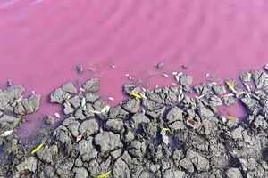 Незвичайне явище на Одещині: вода забарвилася в рожевий, риба загинула