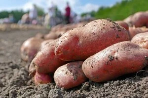 В Україні прогнозують різке подорожчання картоплі взимку