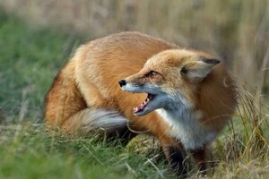 У Голосіївському районі столиці введено карантин через сказ 