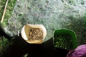 На Вінниччині браконьєр наловив карасів на 700 тис. грн