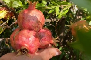 За всі роки Михайло Цонков не продав жодного граната, увесь врожай він роздає друзям, знайомим і всім охочим