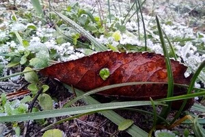 В Україну сунуть заморозки та сильний вітер – синоптики попередили про небезпеку 